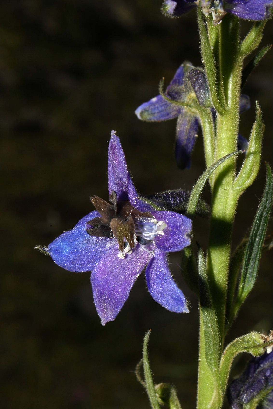 Delphinium dubium ??